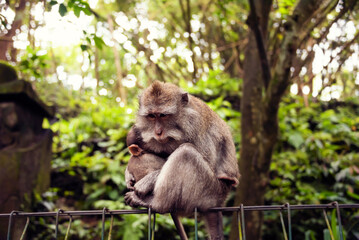 Naklejka na ściany i meble Mother monkey with her newborn in Monkey forest on Bali, Indonesia