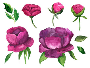 Set of hand-drawn watercolor purple flower buds of pink peonies with green leaves