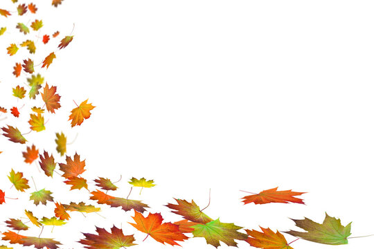 falling maple leaves in the wind isolated on transparent background overlay texture for autumn season