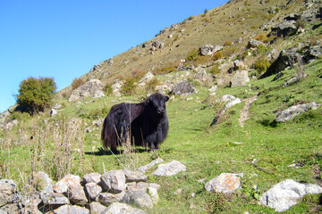 Yak grazing in the mountains. Himalayan big yak in a beautiful landscape. Farm animal