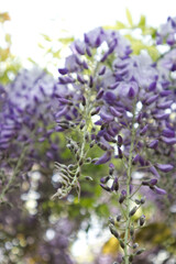 Blooming wisteria flowers close up