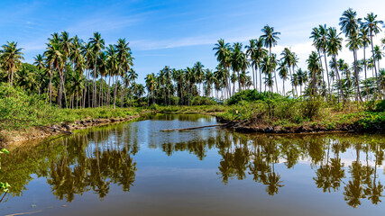 lake in the forest