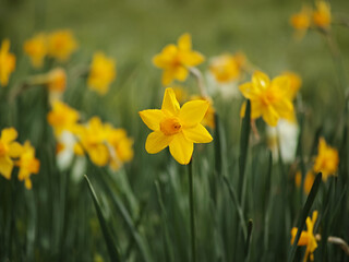 Obraz premium Moments in everyday life that we might otherwise overlook.These were taken by me going for a walk. For example, flowers, plants, and everyday life. 