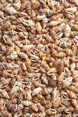 Abstract background made of seashells