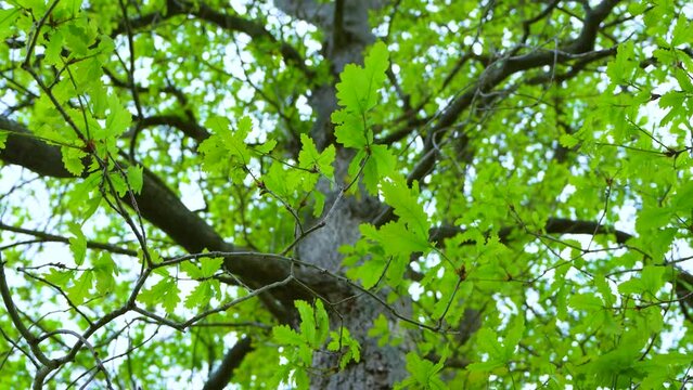 First shoots and first leaves of an oak forest (Quercus robur) in spring in the town of Liendo. Liendo Valley, Monta&ntilde;a Oriental Costera, Cantabrian Sea, Cantabria, Spain, Europe