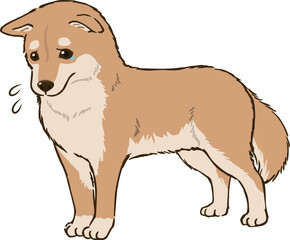 悲しむ柴犬（茶柴）