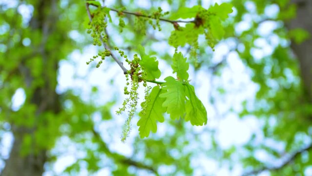 First shoots and first leaves of an oak forest (Quercus robur) in spring in the town of Liendo. Liendo Valley, Monta&ntilde;a Oriental Costera, Cantabrian Sea, Cantabria, Spain, Europe
