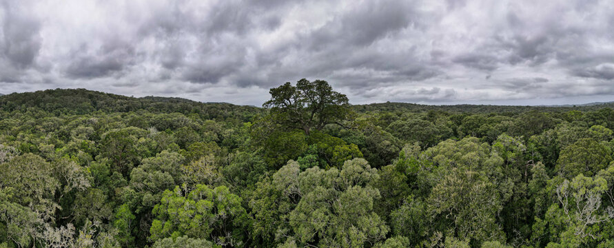 Drone view at the big tree near Knysna in South Africa
