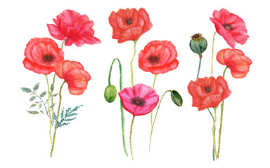 Fototapeta na wymiar poppy flowers arrangement