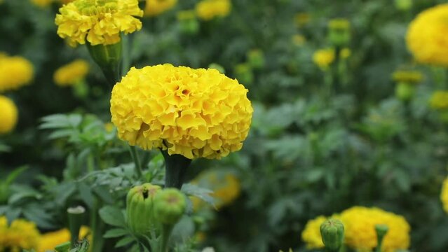 Beautifully blooming marigold flowers are close up in yellow color