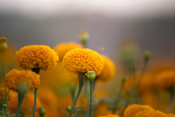 beautiful yellow marigold flowers in garden