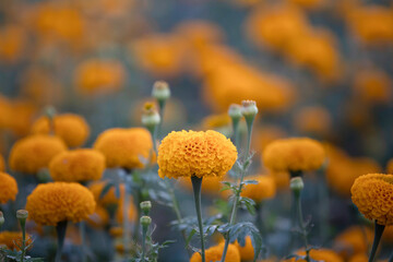 beautiful yellow marigold flowers in garden