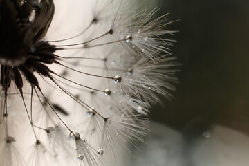 dew drops on a dandelion, dandelion in dew, white dandelion. Close up of dandelion flower on a meadow

