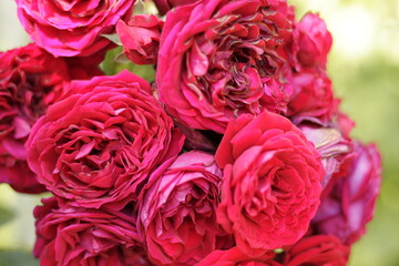 bouquet of red roses