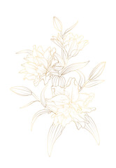 Gold lily flowers bouquet isolated on white background.  Detailed lili peony flowers sketch outline drawing.  - 588717704