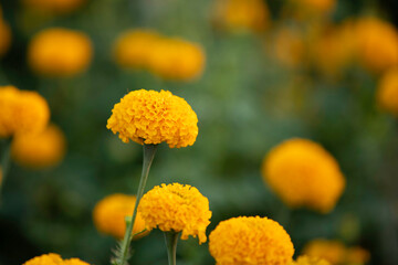 Close up beautiful yellow marigold flowers