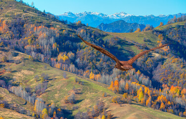 Red tailed hawk flying over the forested mountain slope