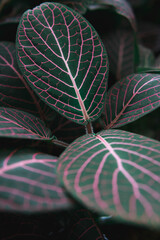 close up of a leaf makro