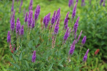 Veronica spicata, spiked speedwell plant with violet flowers.