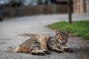 Tabby cat lying on road. Cute domestic cat from countryside