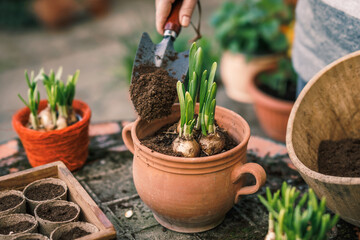 Planting daffodil plant bulb into flower pot. Spring gardening - obrazy, fototapety, plakaty
