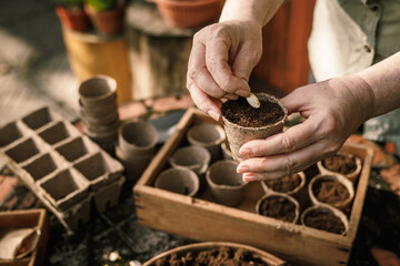 Farmer planting pumpkin seed into biodegradable peat pot. Spring gardening and sowing