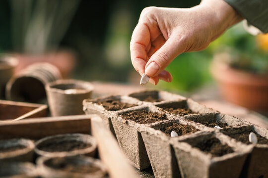 Farmer planting seed into seedling tray. Biodegradable peat pot for sowing and gardening