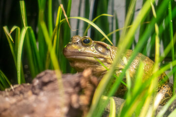 Close up photo of a frog in between tall grass