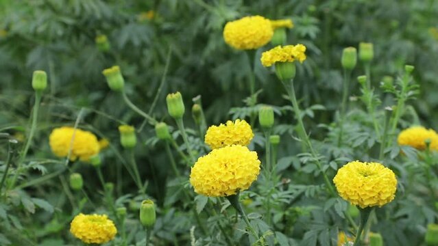 Beautiful blooming yellow marigolds in the field