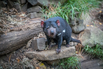 tasmanian devil