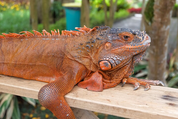 Close up of iguana lizard 