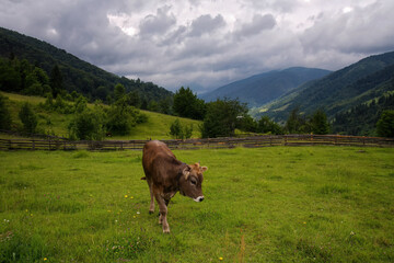 Fototapeta na wymiar Idyllic Landscape with a Cow Grazing in the Foreground in the Mountain Meadow