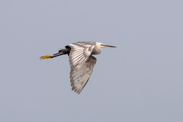Western reef heron or Egretta gularisobserved near Nalsarovar in Gujarat, India