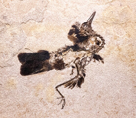 A preserved bird fossil in a rock