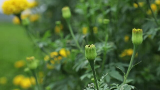 Marigold bud in the garden