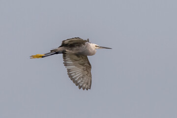 Western reef heron or Egretta gularisobserved near Nalsarovar in Gujarat, India