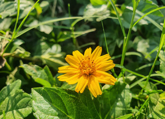 Sphagneticola trilobata flower. It is a yellow flower with a natural background.