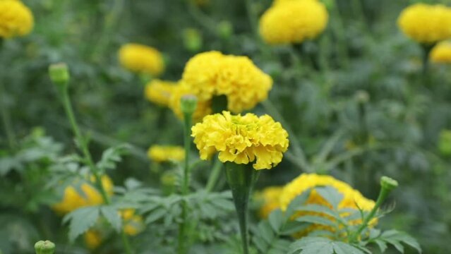 The beautiful yellow marigold flowers in the field