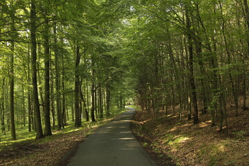 Naklejka premium path in the forest