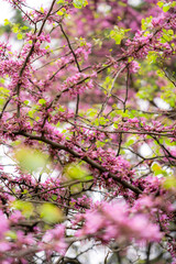An almond tree in blossom.