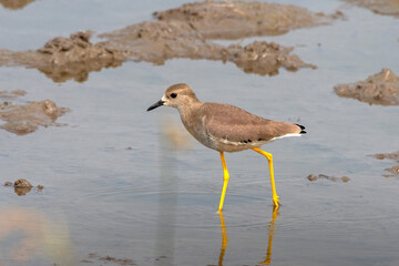 White-tailed lapwing or Vanellus leucurus observed near Nalsarovar in Gujarat