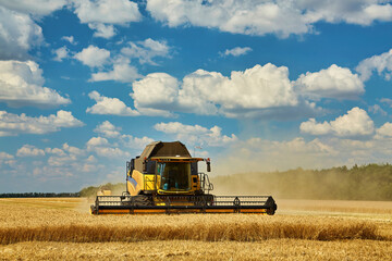 Obraz premium Combine Harvester Cutting Wheat, Summer Landscape of endless