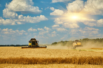 Fototapeta premium Combine harvester harvests ripe wheat.