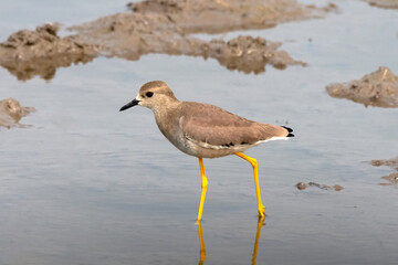 White-tailed lapwing or Vanellus leucurus observed near Nalsarovar in Gujarat