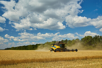 Obraz premium Combine harvester working on a wheat field. Seasonal harvesting the wheat.