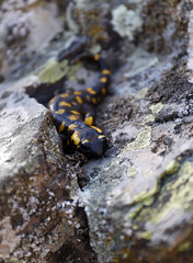 salamandra común de rio escondida en las piedras