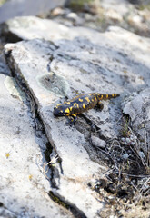 salamandra de rio negra con manchas amarillas