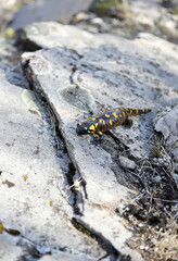 tritón salamandra de rio en las piedras del arroyo