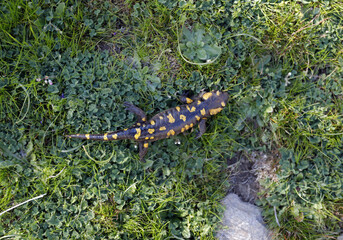 anfibio tritón salamandra de rio caminando por el campo