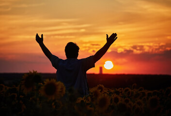 Fototapeta premium farmer standing in a sunflower field